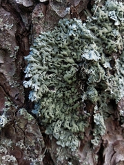 Hypogymnia farinacea