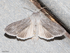 Cucullia intermedia