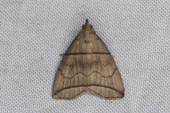 Herminia grisealis