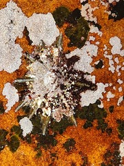 Scutellastra longicosta