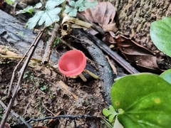Cookeina sulcipes