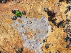 Scutellastra cochlear