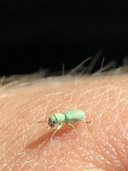 Pandeleteinus submetallicus