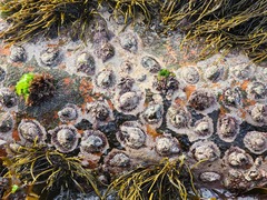 Scutellastra cochlear