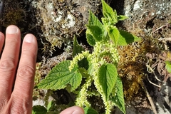 Urtica urentivelutina