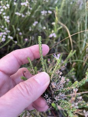 Wahlenbergia tenella