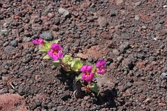 Diplacus cusickioides