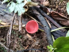 Cookeina sulcipes