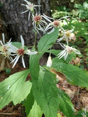 Oclemena acuminata image