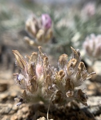 Astragalus austiniae