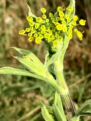 Opopanax hispidus