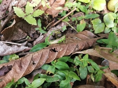 Pseudoxya diminuta