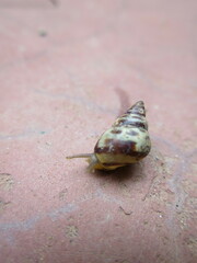 Cerastidae