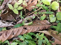 Pseudoxya diminuta