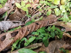 Pseudoxya diminuta