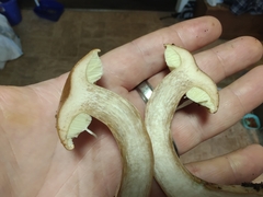 Boletus atkinsonianus