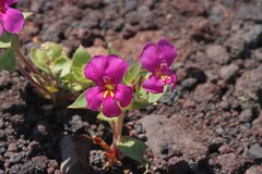 Diplacus cusickioides