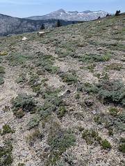 Astragalus austiniae