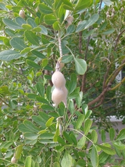 Dermatophyllum secundiflorum