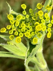 Opopanax hispidus