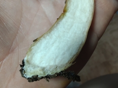 Boletus atkinsonianus