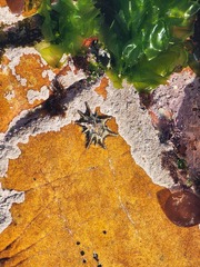 Scutellastra longicosta