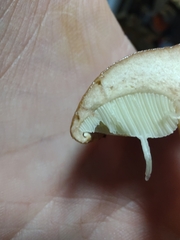 Boletus atkinsonianus