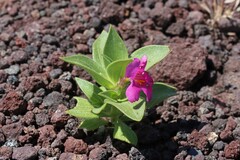 Diplacus cusickioides