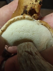 Boletus atkinsonianus