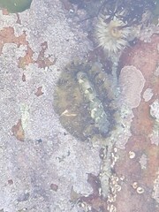 Acanthochitona garnoti