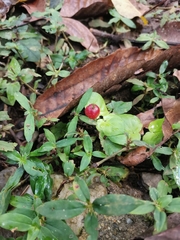 Magnoliopsida