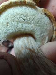 Boletus atkinsonianus