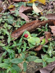 Magnoliopsida