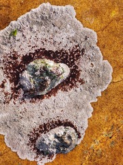 Scutellastra cochlear