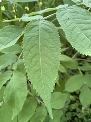 Sambucus canadensis