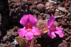 Diplacus cusickioides