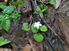 Magnoliopsida