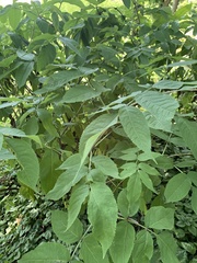 Sambucus canadensis