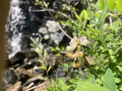Lathyrus delnorticus