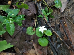 Magnoliopsida