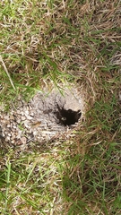 Vespula