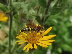 Xanthocampsomeris completa