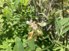 Lathyrus delnorticus