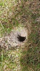 Vespula