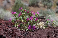 Diplacus cusickioides