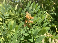 Lathyrus delnorticus