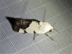 Tarache tetragona