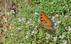 Aglais ichnusa