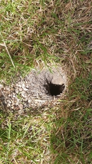 Vespula