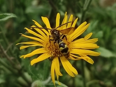 Xanthocampsomeris completa